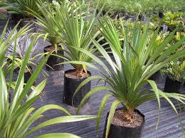 کادی , کدر , پاندانوس,برگ خنجری
